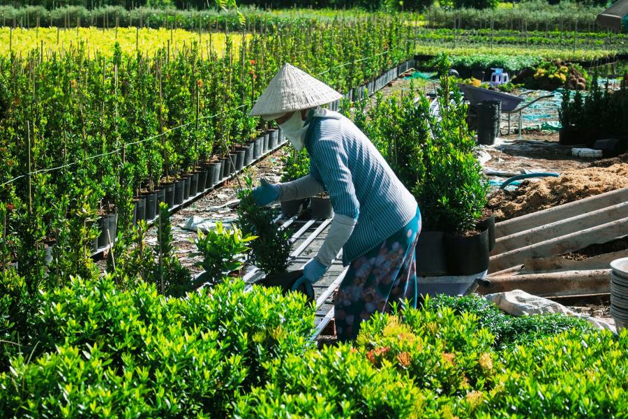 1 DAY CAN THO - AUTHENTIC CAI RANG - XEO QUYT FOREST - SA DEC FLOWER VILLAGE. HIB1DXS1